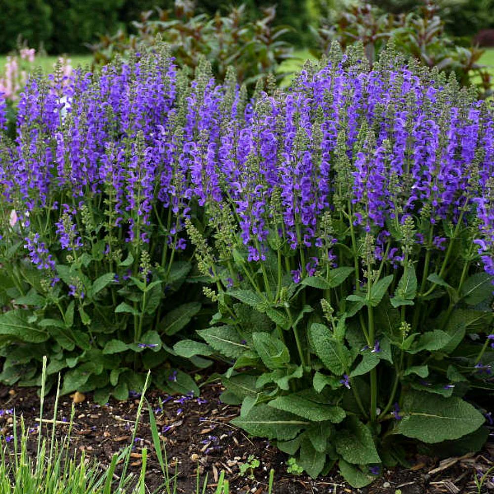 Salvia　計28枚 Midnight Model - Salvia Fashionista® - Meadow Sage - Quart Pot